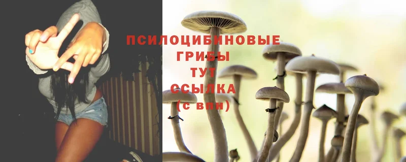 Псилоцибиновые грибы Cubensis  цена   Воркута 